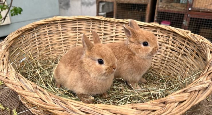 Bartın Büyümeyen Tavşan