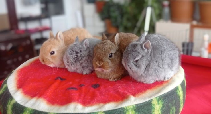 Bartın Cins Tavşan