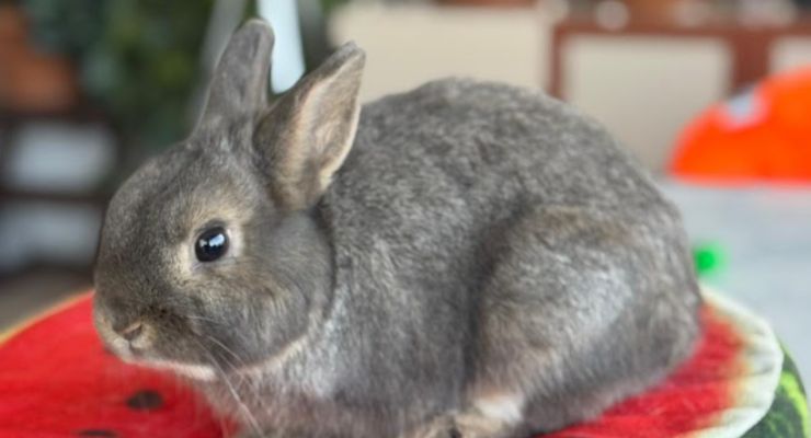 Bartın Ev Tavşanı