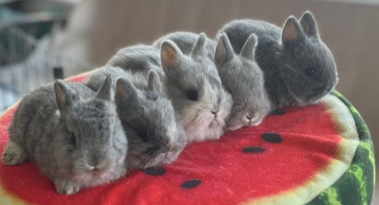 Bartın Evcil Tavşan