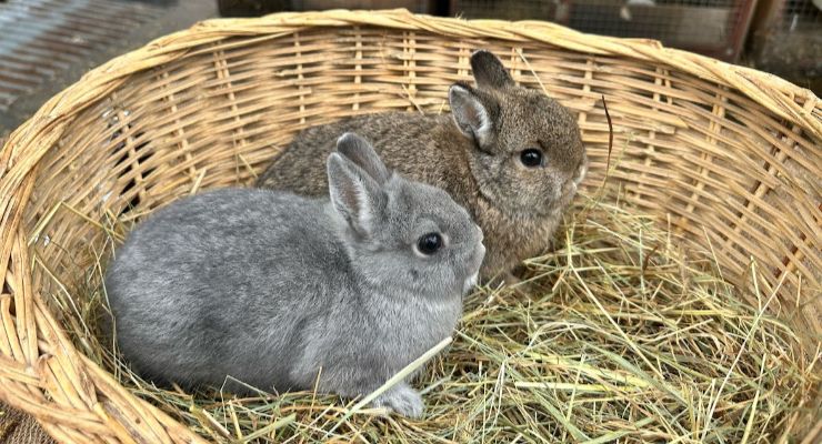 Bartın Yavru Tavşan