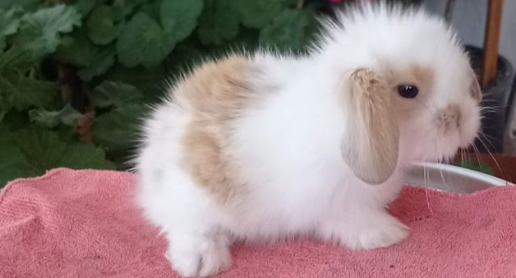 Bartın Hollanda Lop Tavşan